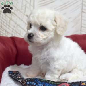 Muffin, Bichon Frise Puppy